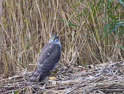 Sparrowhawk photographed at Claire Mare [CLA] on 31/10/2013. Photo: © Royston Carré