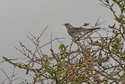Fieldfare photographed at St Andrew (Parish) on 5/11/2013. Photo: © Jay Friend