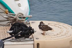Turnstone photographed at St Sampson's Harbour [STS] on 6/11/2013. Photo: © Jay Friend
