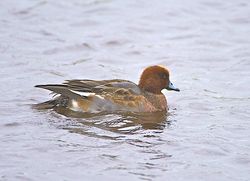 Wigeon photographed at Claire Mare [CLA] on 6/11/2013. Photo: © Royston Carré