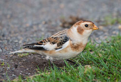 Snow Bunting photographed at Fort Le Marchant [MAR] on 9/11/2013. Photo: © Peter Howlett