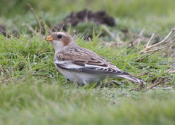 Snow Bunting photographed at Fort Doyle [DOY] on 12/11/2013. Photo: © Cindy  Carre