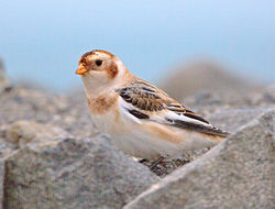 Snow Bunting photographed at Fort Doyle [DOY] on 12/11/2013. Photo: © Mike Cunningham