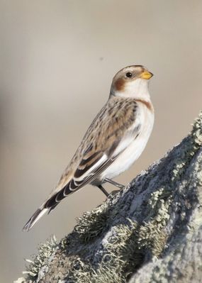 Snow Bunting photographed at Fort Doyle [DOY] on 13/11/2013. Photo: © Cindy  Carre
