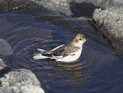 Snow Bunting photographed at Fort Doyle [DOY] on 13/11/2013. Photo: © Royston Carré