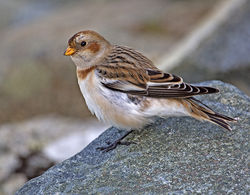 Snow Bunting photographed at Fort Doyle on 13/11/2013. Photo: © Mike Cunningham