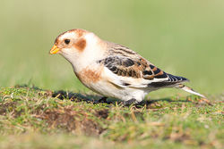Snow Bunting photographed at Fort Doyle [DOY] on 13/11/2013. Photo: © Chris Bale