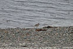 Grey Plover photographed at Rocquaine [ROC] on 25/11/2013. Photo: © Jay Friend