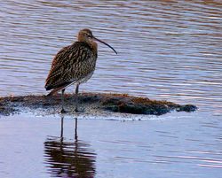 Curlew photographed at Claire Mare [CLA] on 28/12/2013. Photo: © Mark Lawlor