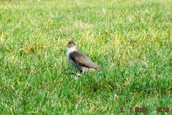 Sparrowhawk photographed at St Andrew (Parish) on 2/1/2014. Photo: © Rheya Sarre