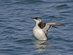 Razorbill photographed at Castle Cornet [CAS] on 6/1/2014. Photo: © Mike Cunningham