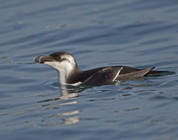 Razorbill photographed at St Peter Port Harbour on 10/1/2014. Photo: © Mike Cunningham