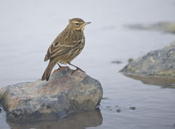 Meadow Pipit photographed at Rousse [ROU] on 25/1/2014. Photo: © Karen Jehan