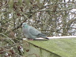 Stock Dove photographed at Rue des Bergers [BER] on 3/2/2014. Photo: © Tony Bisson
