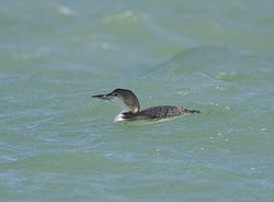 Great Northern Diver photographed at Rousse [ROU] on 10/2/2014. Photo: © Royston Carré