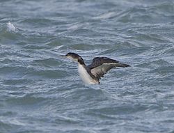 Great Northern Diver photographed at Rousse [ROU] on 10/2/2014. Photo: © Royston Carré