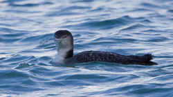 Great Northern Diver photographed at Town Harbour [TOW] on 15/2/2014. Photo: © Dan Scott