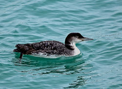 Great Northern Diver photographed at Town Harbour [TOW] on 17/2/2014. Photo: © Mike Cunningham