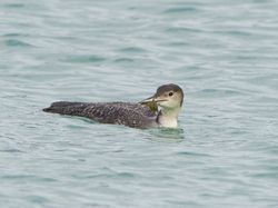 Great Northern Diver photographed at Town Harbour [TOW] on 24/2/2014. Photo: © Royston Carré