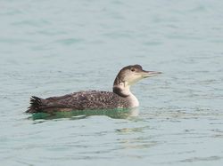 Great Northern Diver photographed at Town Harbour [TOW] on 24/2/2014. Photo: © Royston Carré