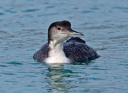 Great Northern Diver photographed at Town Harbour [TOW] on 24/2/2014. Photo: © Mike Cunningham