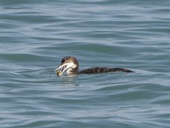 Great Northern Diver photographed at Havelet [HAV] on 5/3/2014. Photo: © Royston Carré