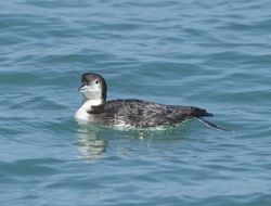 Great Northern Diver photographed at Havelet [HAV] on 5/3/2014. Photo: © Royston Carré