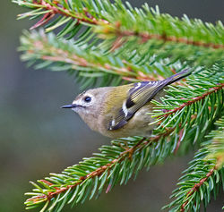 Goldcrest photographed at St Peter Port [SPP] on 17/3/2014. Photo: © Mike Cunningham