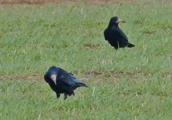 Rook photographed at Mt. Herault [MHE] on 22/3/2014. Photo: © Tracey Henry