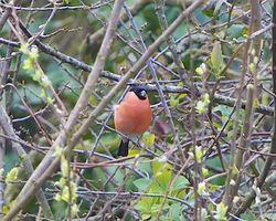 Bullfinch photographed at Rue des Bergers [BER] on 18/3/2014. Photo: © Royston Carré