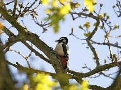 Great Spotted Woodpecker photographed at Saumarez Park [SAU] on 15/4/2014. Photo: © Royston Carré