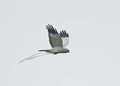 Hen Harrier photographed at Fauxquets Valley [FAU] on 29/4/2014. Photo: © Mike Cunningham