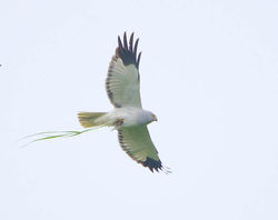 Hen Harrier photographed at Fauxquets Valley [FAU] on 29/4/2014. Photo: © Royston Carré