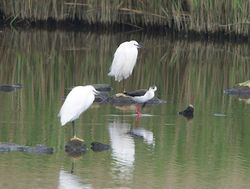 Black-winged Stilt photographed at Vale Pond [VAL] on 30/4/2014. Photo: © Royston Carré