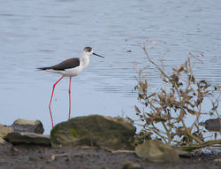 Black-winged Stilt photographed at Vale Pond [VAL] on 30/4/2014. Photo: © Royston Carré