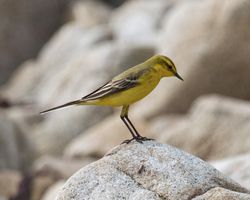 Yellow Wagtail photographed at Jaonneuse [JAO] on 2/5/2014. Photo: © Cindy  Carre