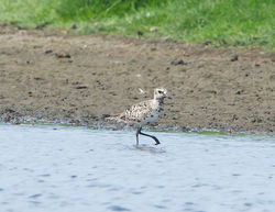 Grey Plover photographed at Colin Best NR on 22/5/2014. Photo: © Royston Carré
