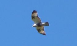 Rough-legged Buzzard photographed at Rue des Hougues, STA [H04] on 25/5/2014. Photo: © Mark Guppy