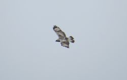Rough-legged Buzzard photographed at Rue des Hougues, STA [H04] on 26/5/2014. Photo: © Wayne Turner