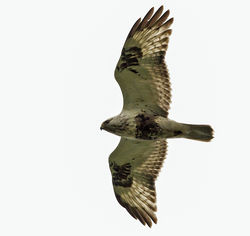 Rough-legged Buzzard photographed at Rue des Hougues, STA [H04] on 26/5/2014. Photo: © Anthony Loaring
