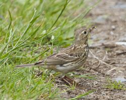 Meadow Pipit photographed at Fort Le Marchant [MAR] on 15/6/2014. Photo: © Jacque Sparrow
