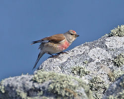 Linnet photographed at Fort Doyle [DOY] on 16/6/2014. Photo: © Mike Cunningham