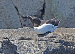 Razorbill photographed at Herm [HER] on 19/6/2014. Photo: © Mike Cunningham