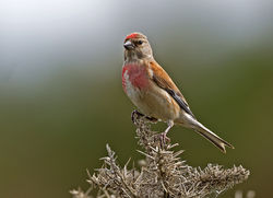 Linnet photographed at Colin Best NR [CNR] on 17/7/2014. Photo: © Mike Cunningham
