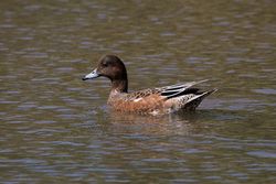 Wigeon photographed at Rue des Bergers [BER] on 18/8/2014. Photo: © Jason Friend