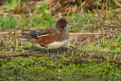 Wigeon photographed at Rue des Bergers [BER] on 23/8/2014. Photo: © Rod Ferbrache