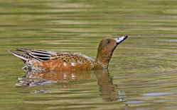 Wigeon photographed at Rue des Bergers [BER] on 23/8/2014. Photo: © Anthony Loaring
