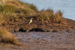 Yellow Wagtail photographed at Claire Mare [CLA] on 2/9/2014. Photo: © Jason Friend