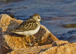 Little Stint photographed at Fort Hommet [HOM] on 8/9/2014. Photo: © Anthony Loaring