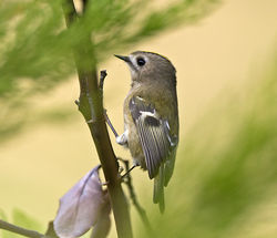 Goldcrest photographed at St Peter Port [SPP] on 15/9/2014. Photo: © Mike Cunningham